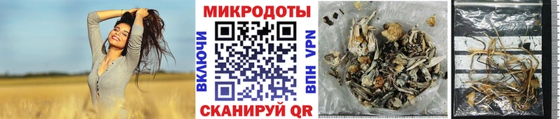 Купить  Велиж  Псилоцибиновые грибы Psilocybine cubensis 